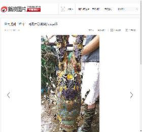 渔民捕到“神虾” 目击者称被60万元买走_高清图集_新浪网